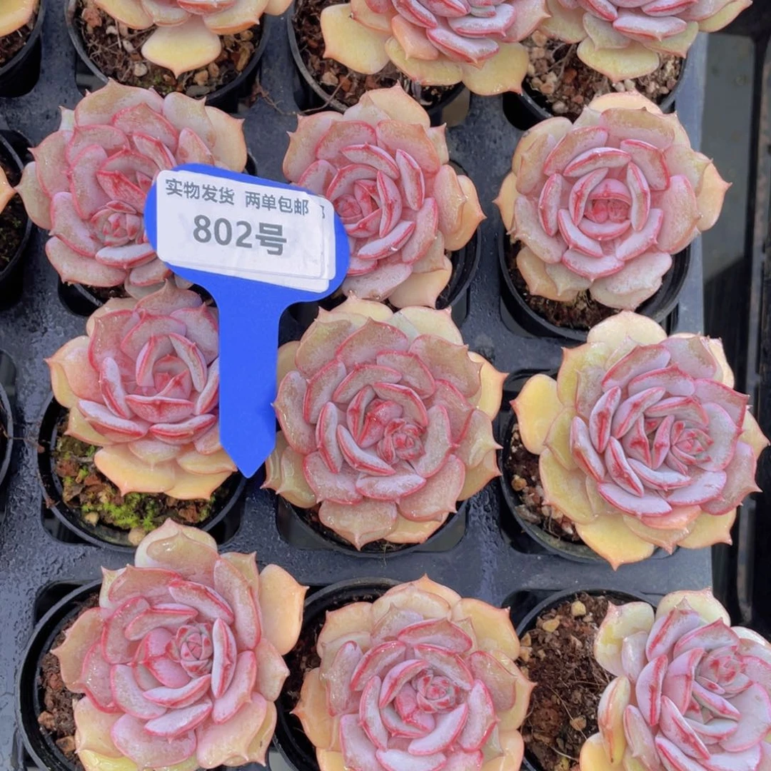 802号粉蝶老桩高腿单头一个