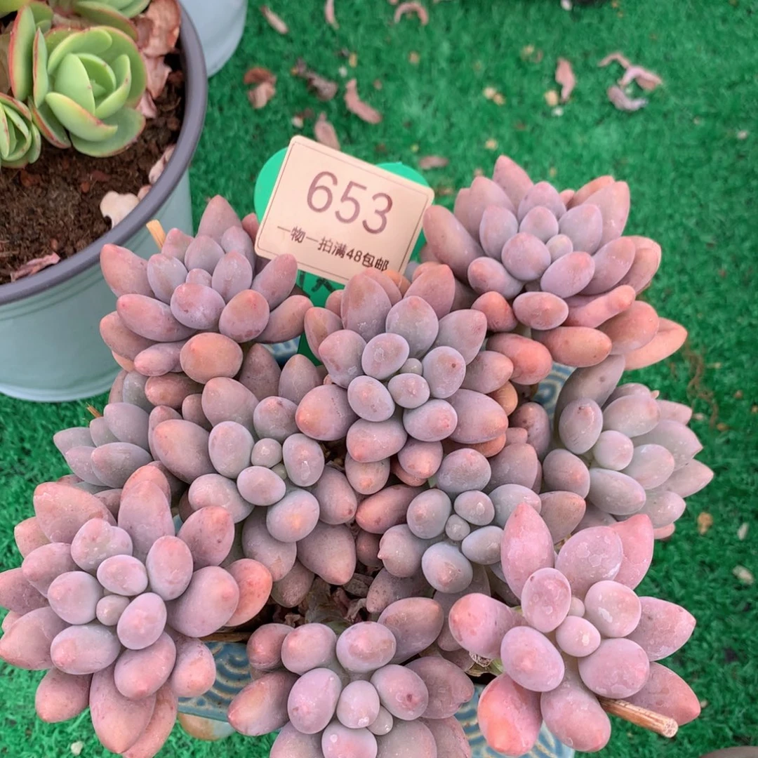 粉色恋人老桩平头653