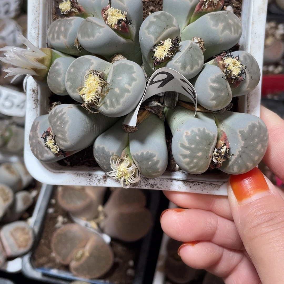 生石花一颗10 头093