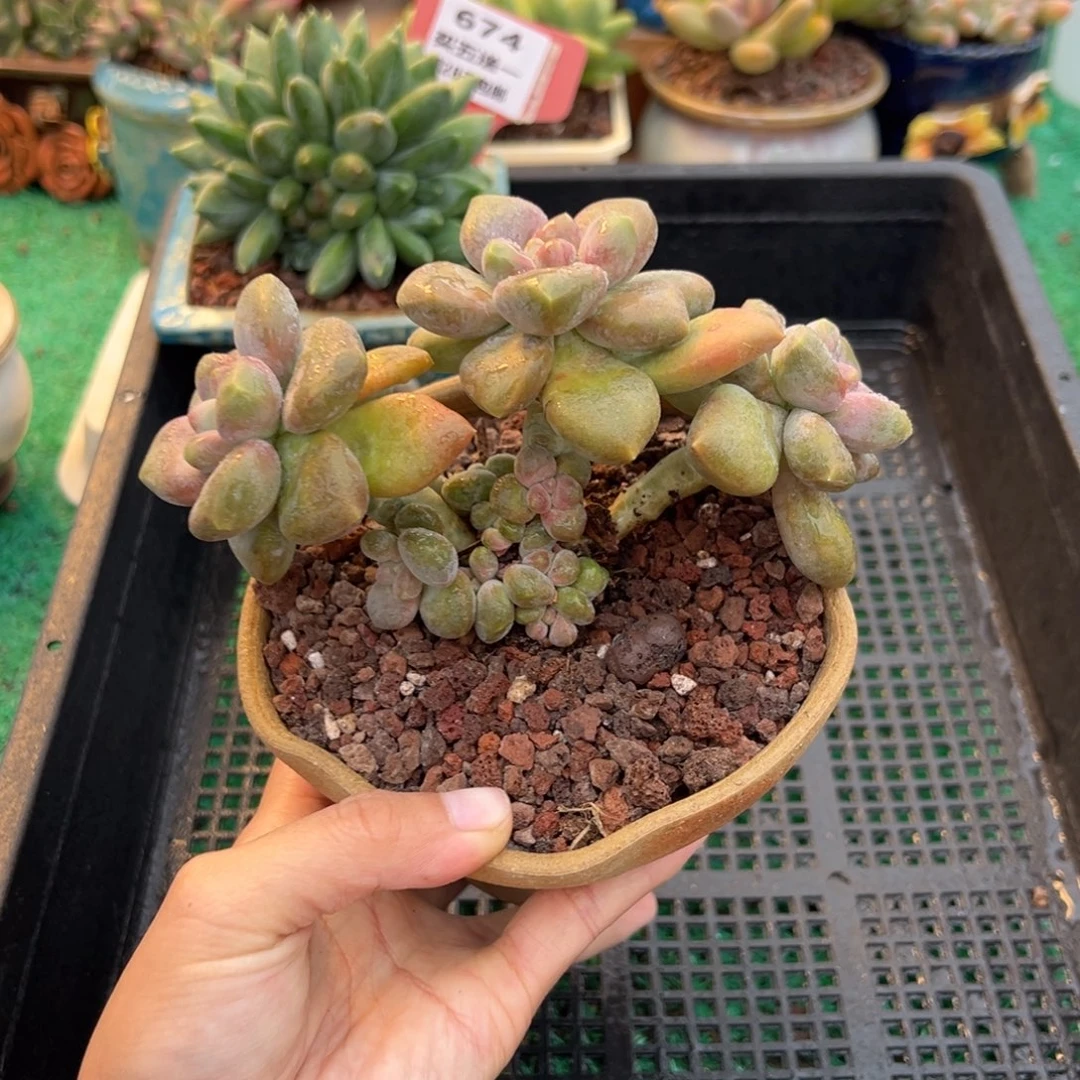 表妹精品多肉植物675.