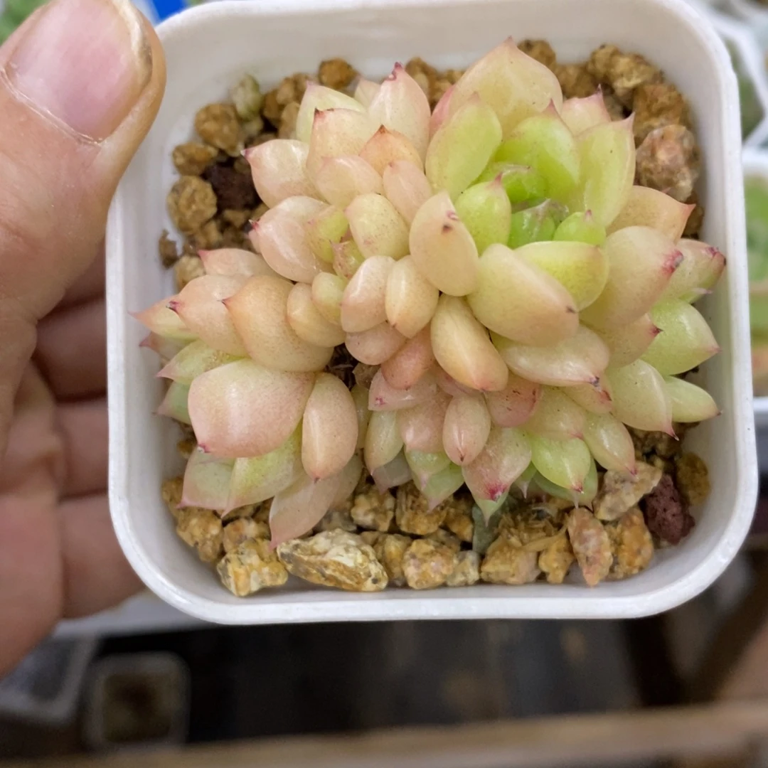 精品多肉一物一拍不包整67