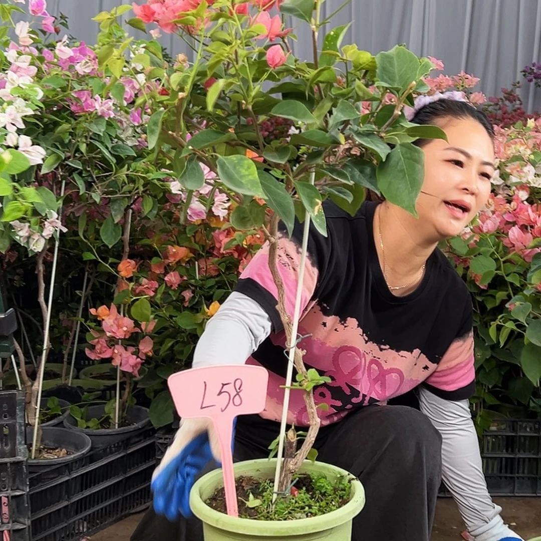晓***梅大部分花苞少量开放L58不甜