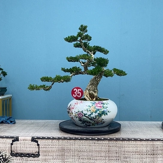 以实际为准精品黄杨老桩