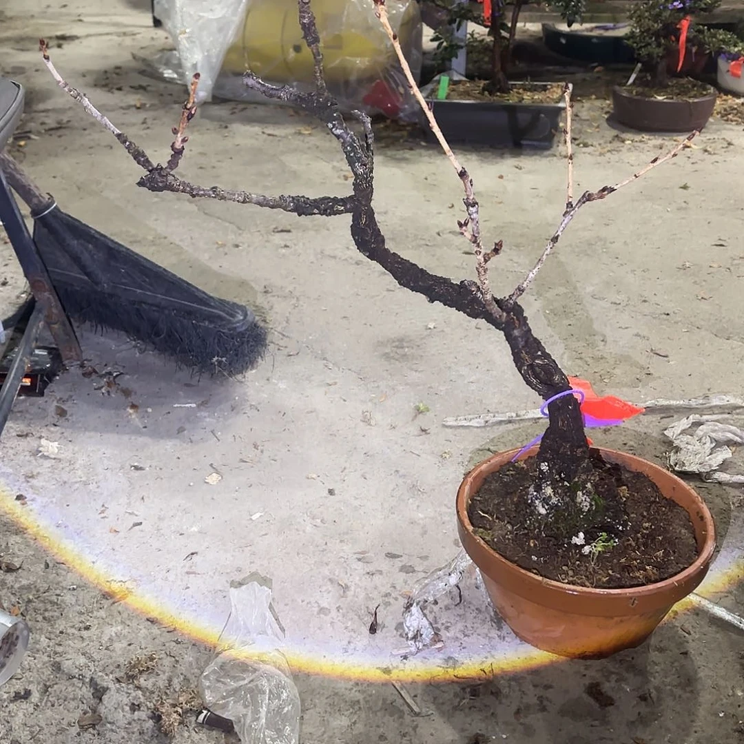 无花朵日本进口杂木御幸樱