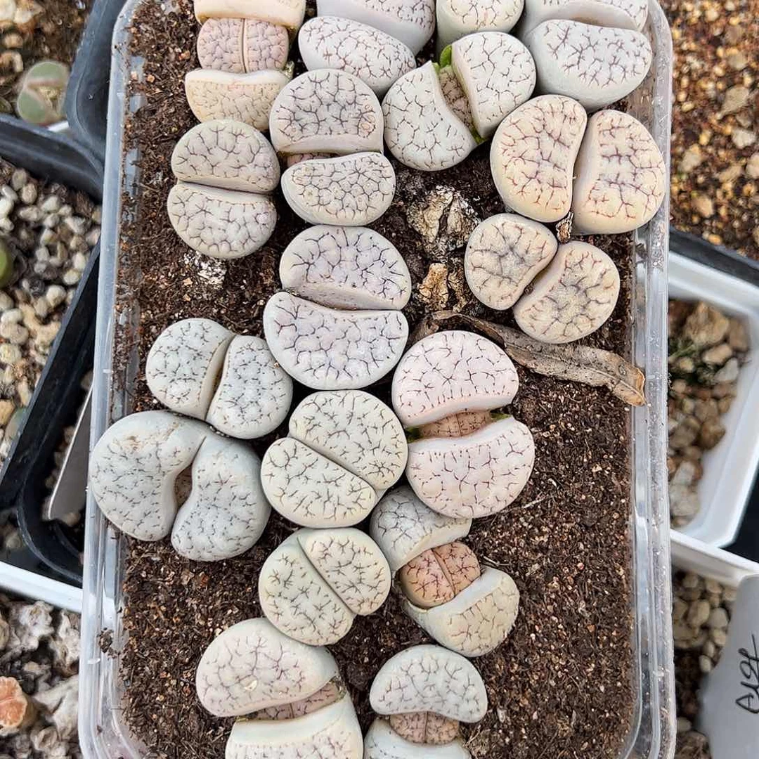 带盆发荒玉…………………………