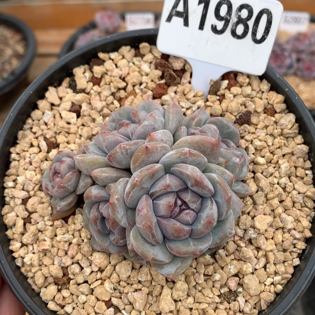 A1980 玫瑰花脸星影老桩  有砍9cm