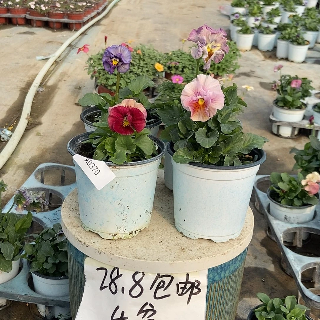 大部分花苞少量开放370