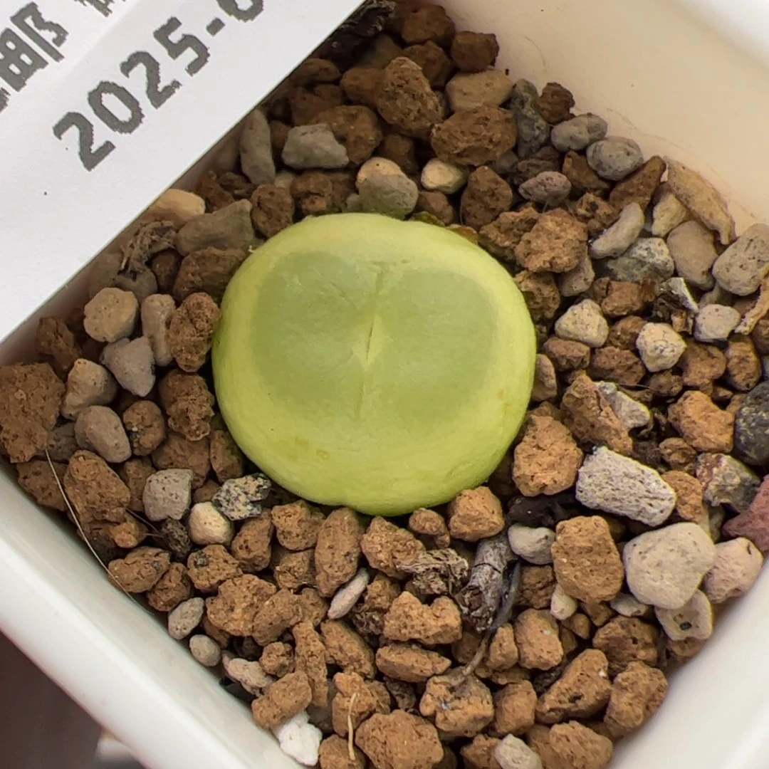 0338号拉登 多肉植物