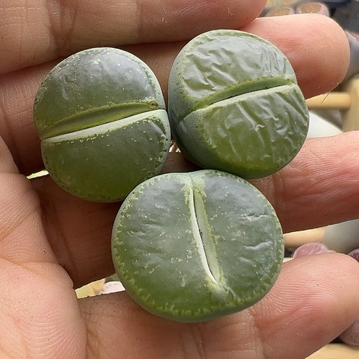 5698岛田153福利清111111