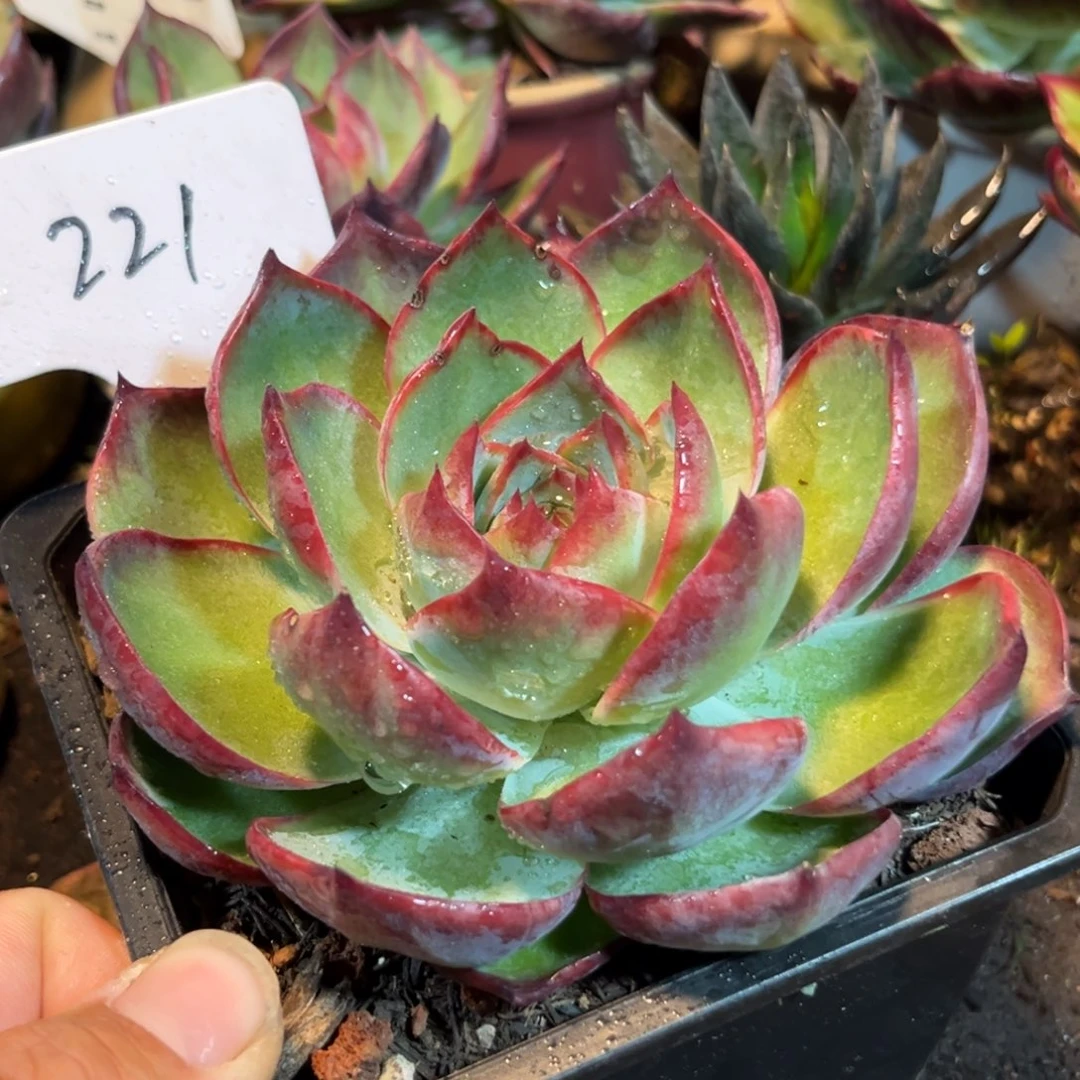 惊鸿仙子多肉植物221