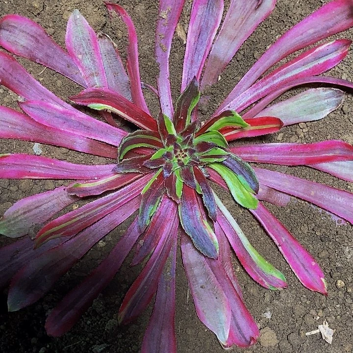 多肉植物花萝莉锦