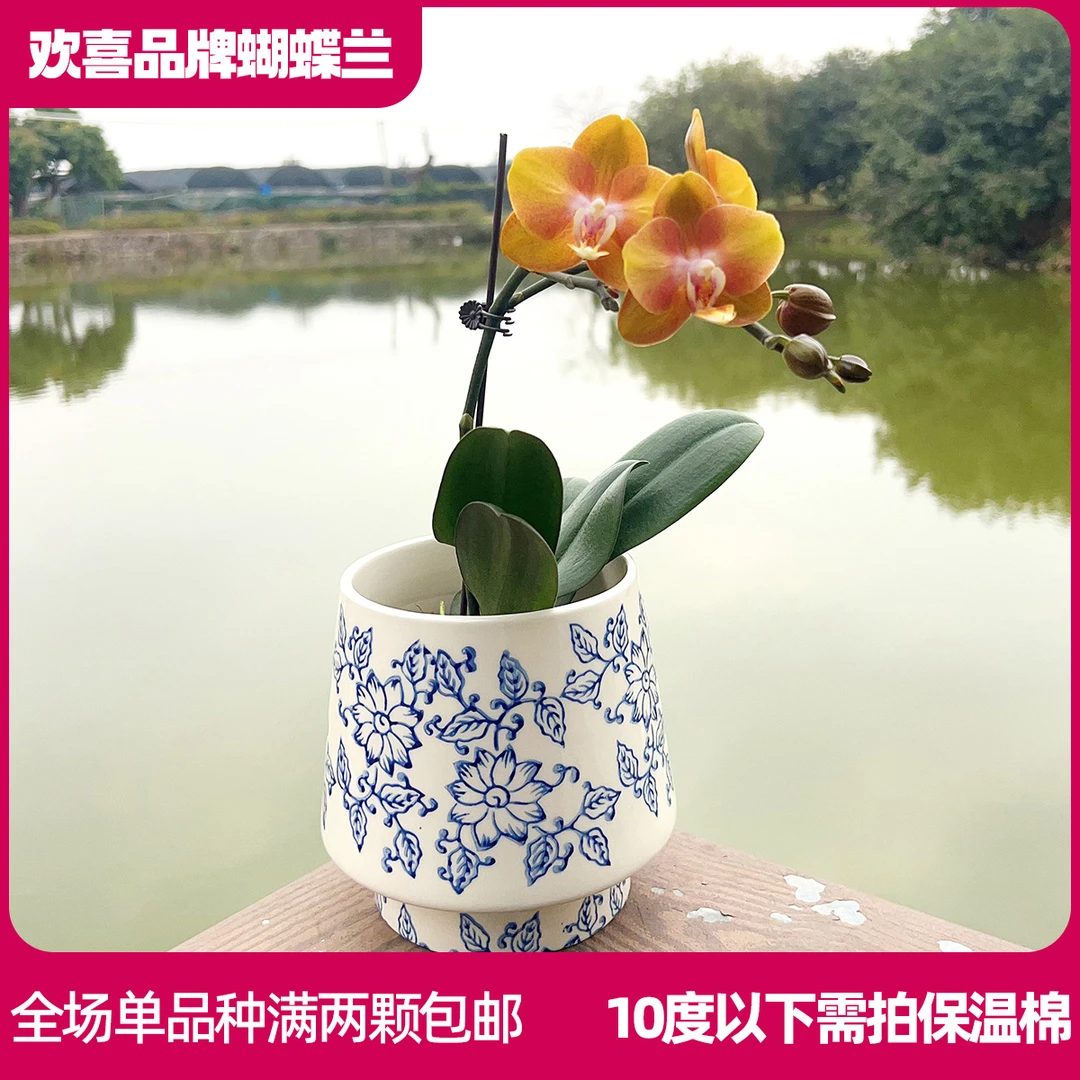 【拉斯维加斯】蝴蝶兰室内绿植鲜花高级礼品
