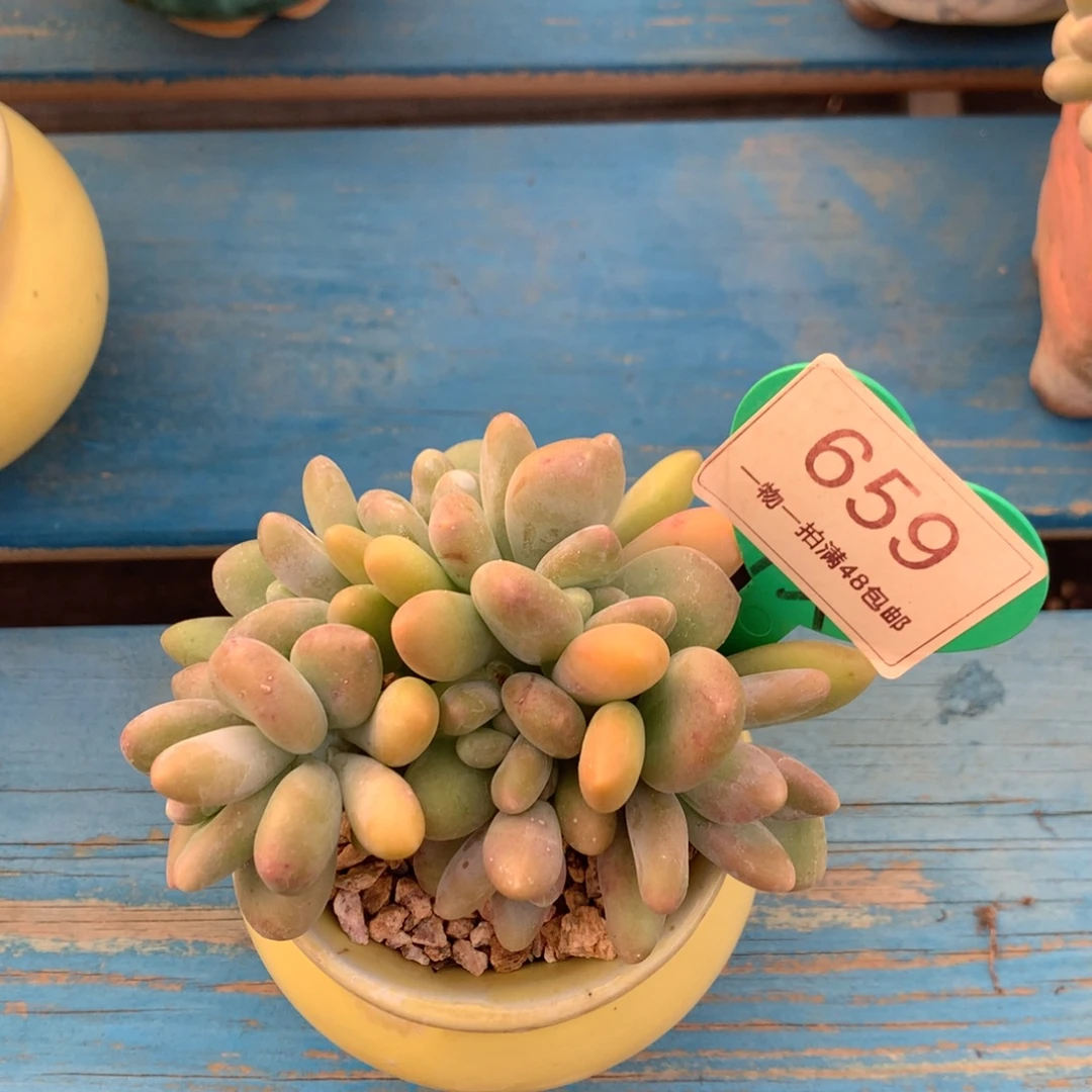 kk美人无砍平头659