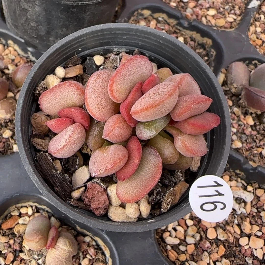 梦露女神水泡多肉116