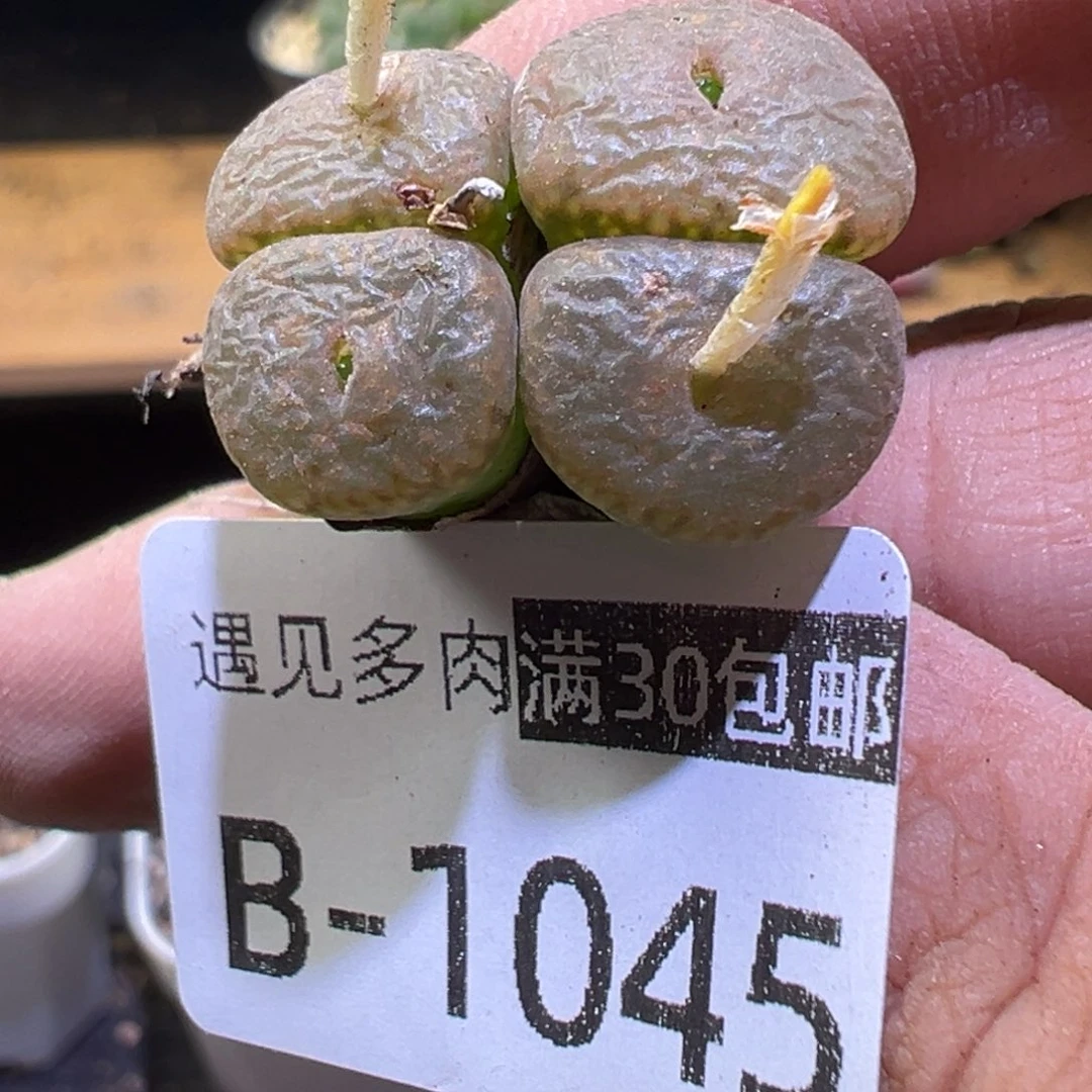多肉植物1111111111111