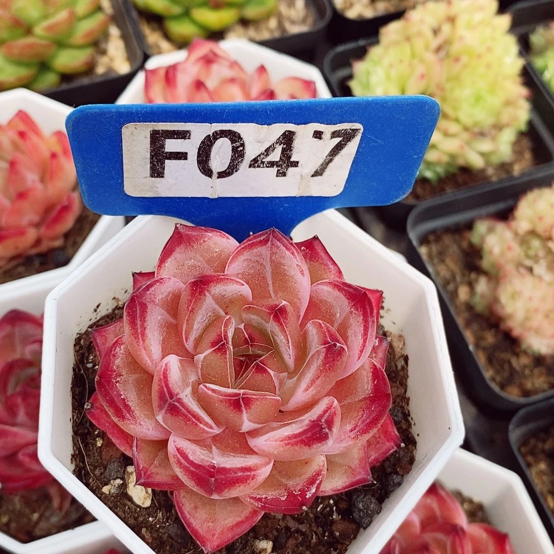 夜魔侠5-6cm多肉植物