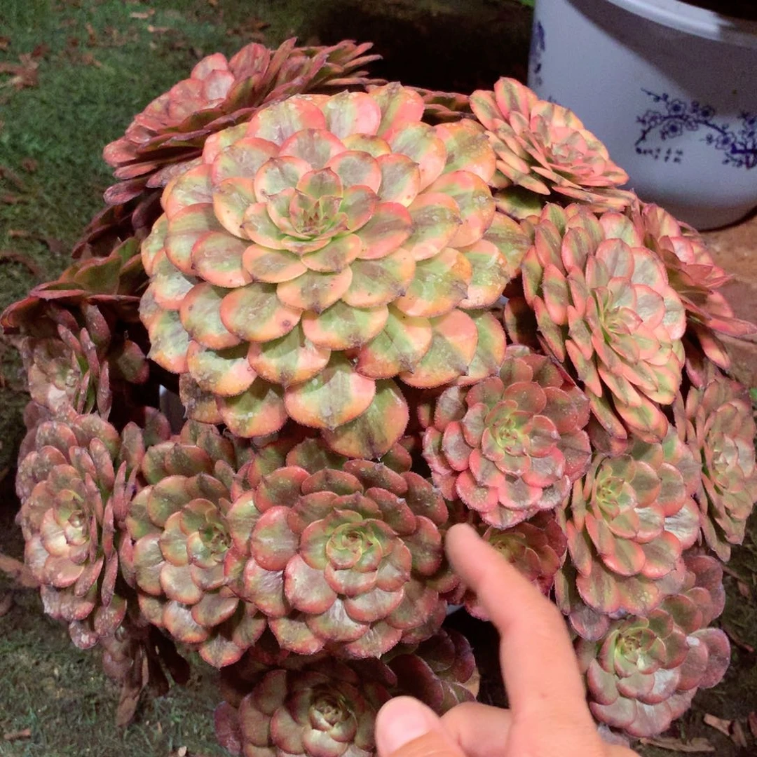 粉体美姬，多肉植物