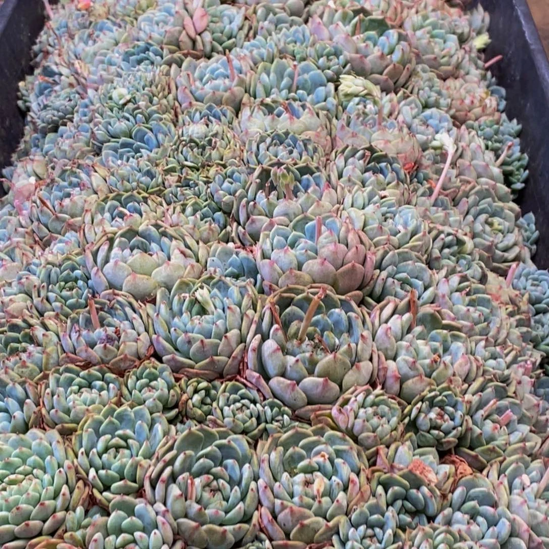 161多肉植物保护研究所所长助理