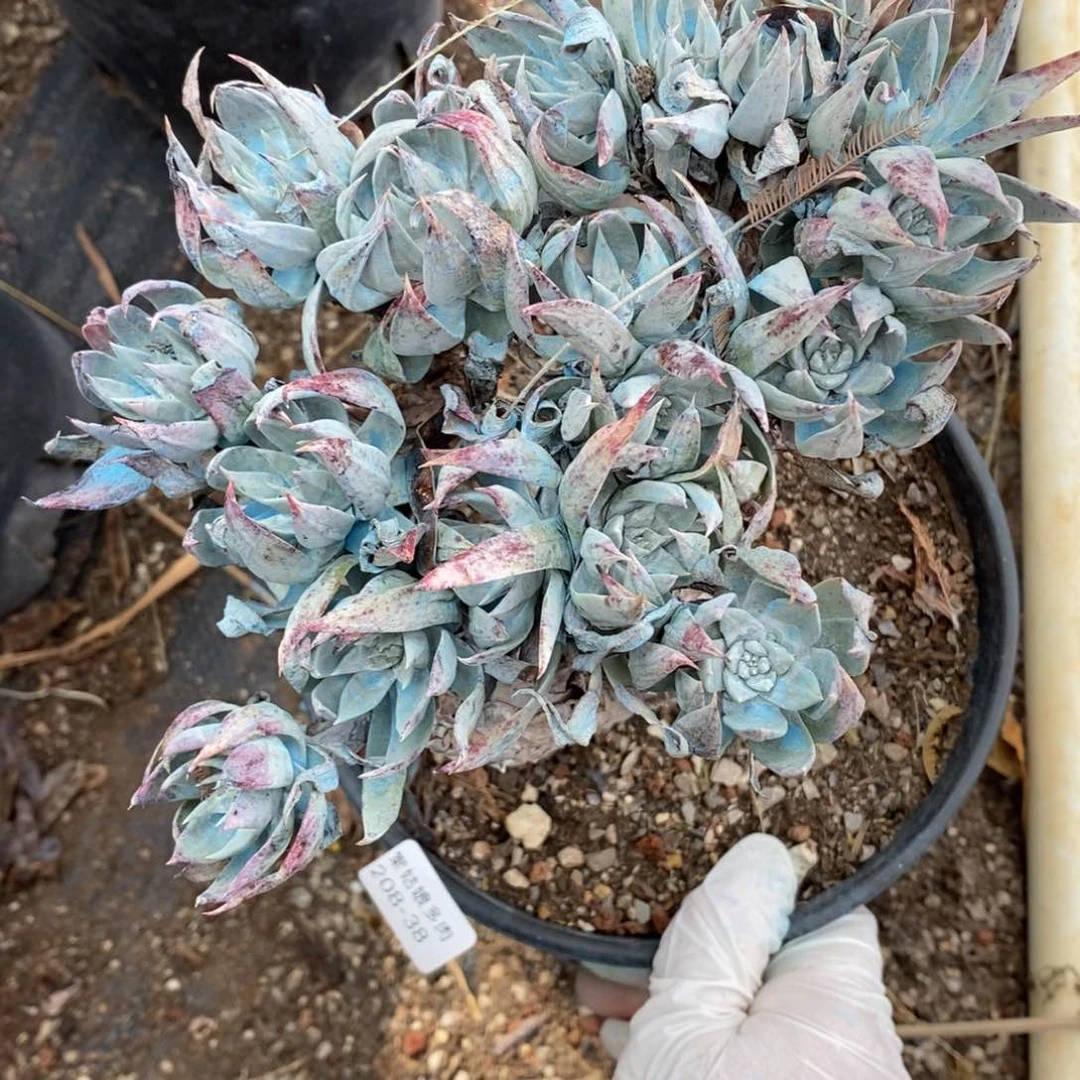 38号苹果叶大群瑕疵