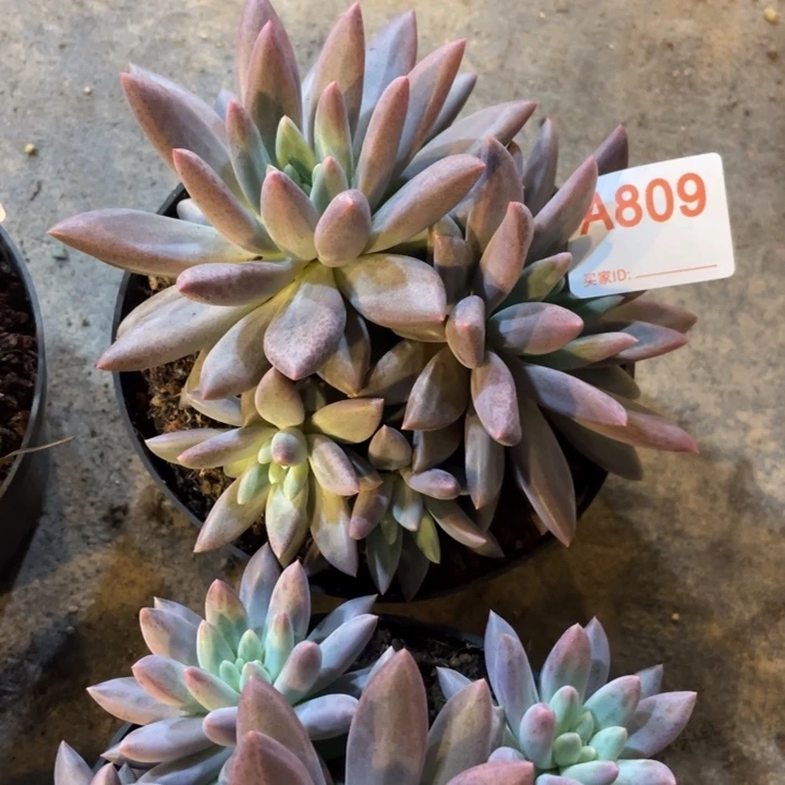 809 满20包邮脱土发货