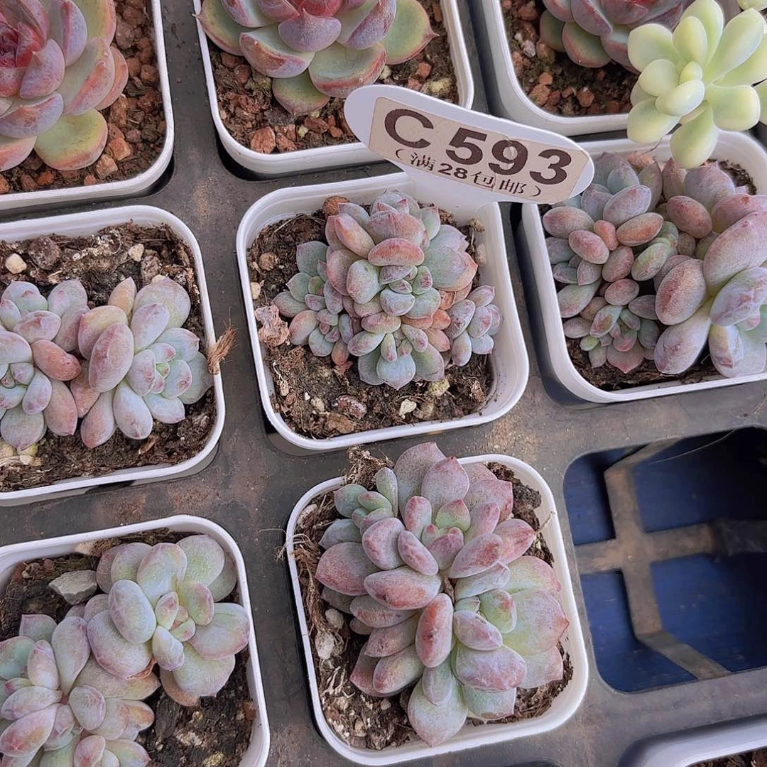 灯***～C593橙子石化一物一拍
