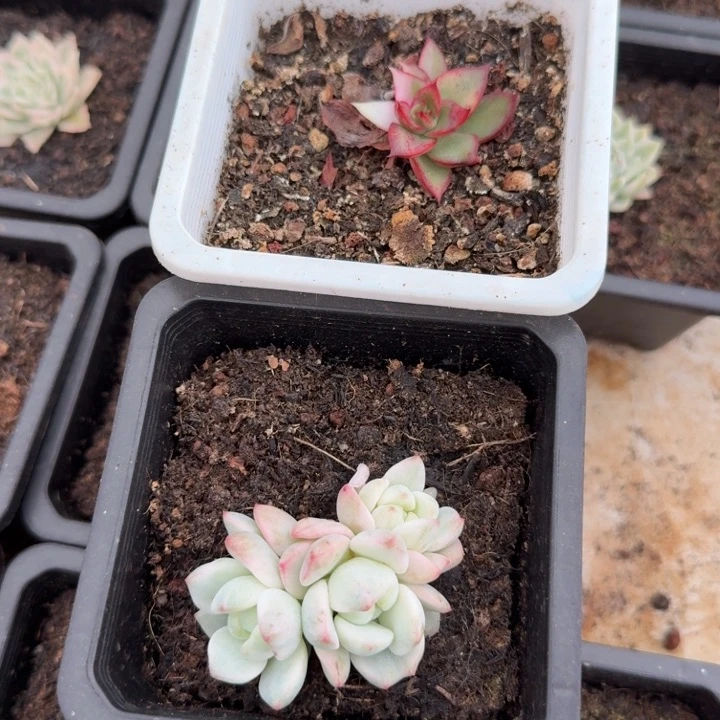 无替品一刻的大锦的推进