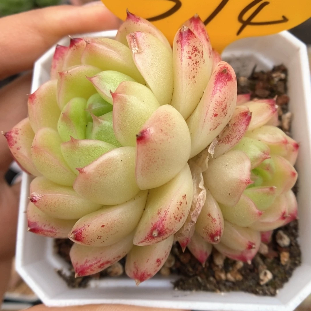 油透菠萝蜜麦秆可拍374号。