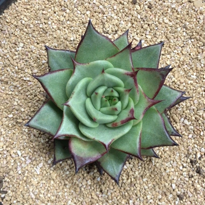 美乌墨攻111111111