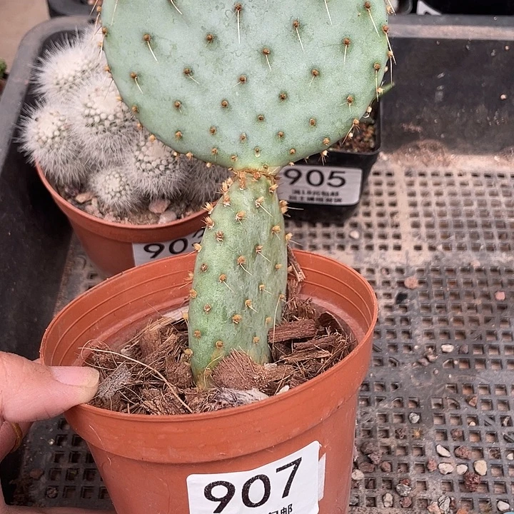 907胜利塔仙人球植物