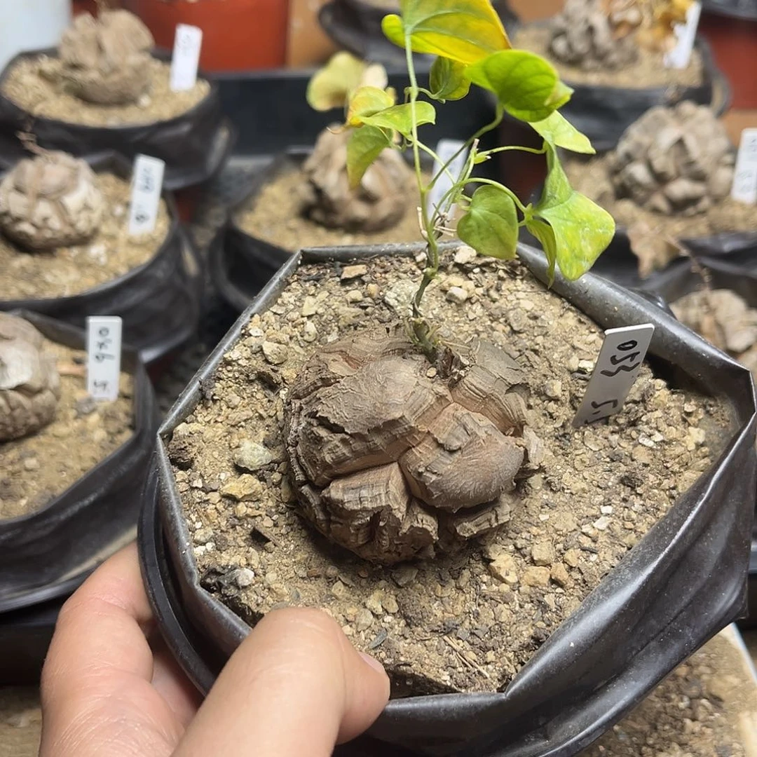 053南非块根龟甲龙