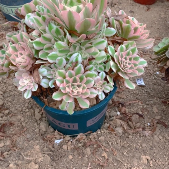 无花朵168多肉植物粉女巫