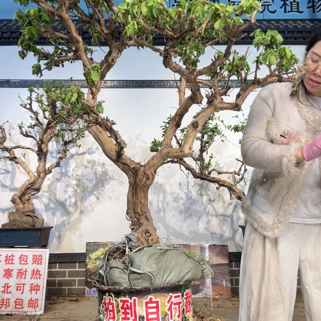 无花朵金银花8888