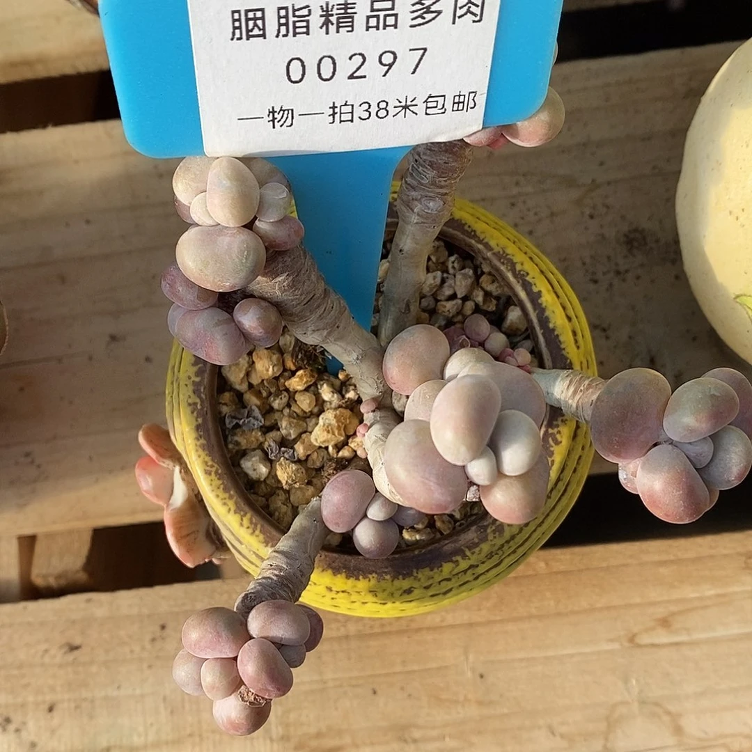 297投诉入库咯魔芋蜗牛