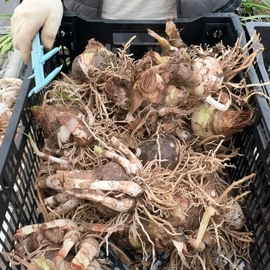 2023年杂交 3颗装 7+左右 带侧 开花不知花色 无售后