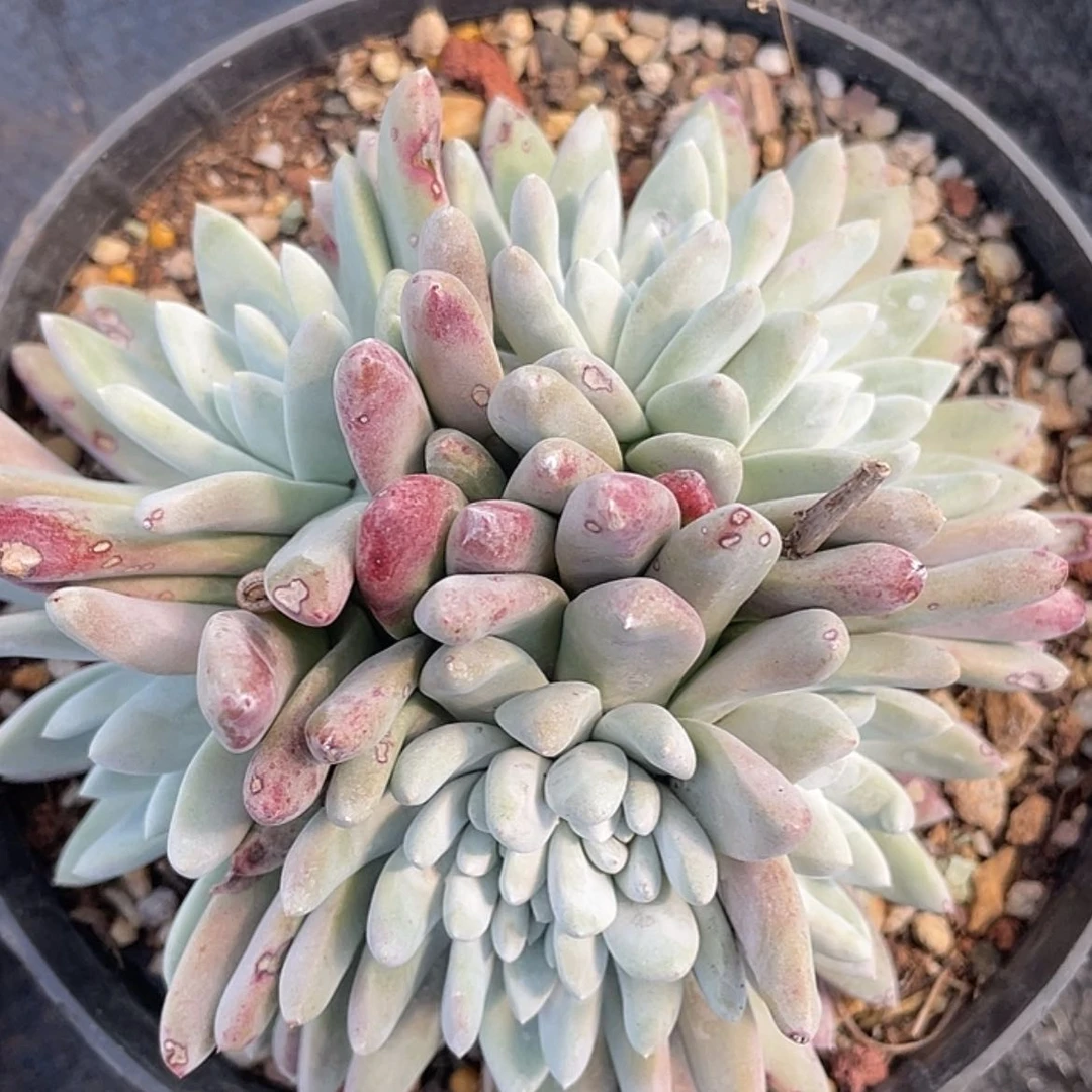 【闪购商品】韩版白姆