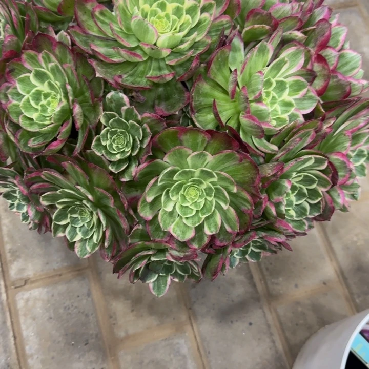 用****阳水晶莲花318肉肉