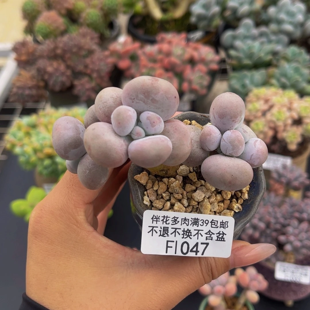 047-芭比奶多肉7cm