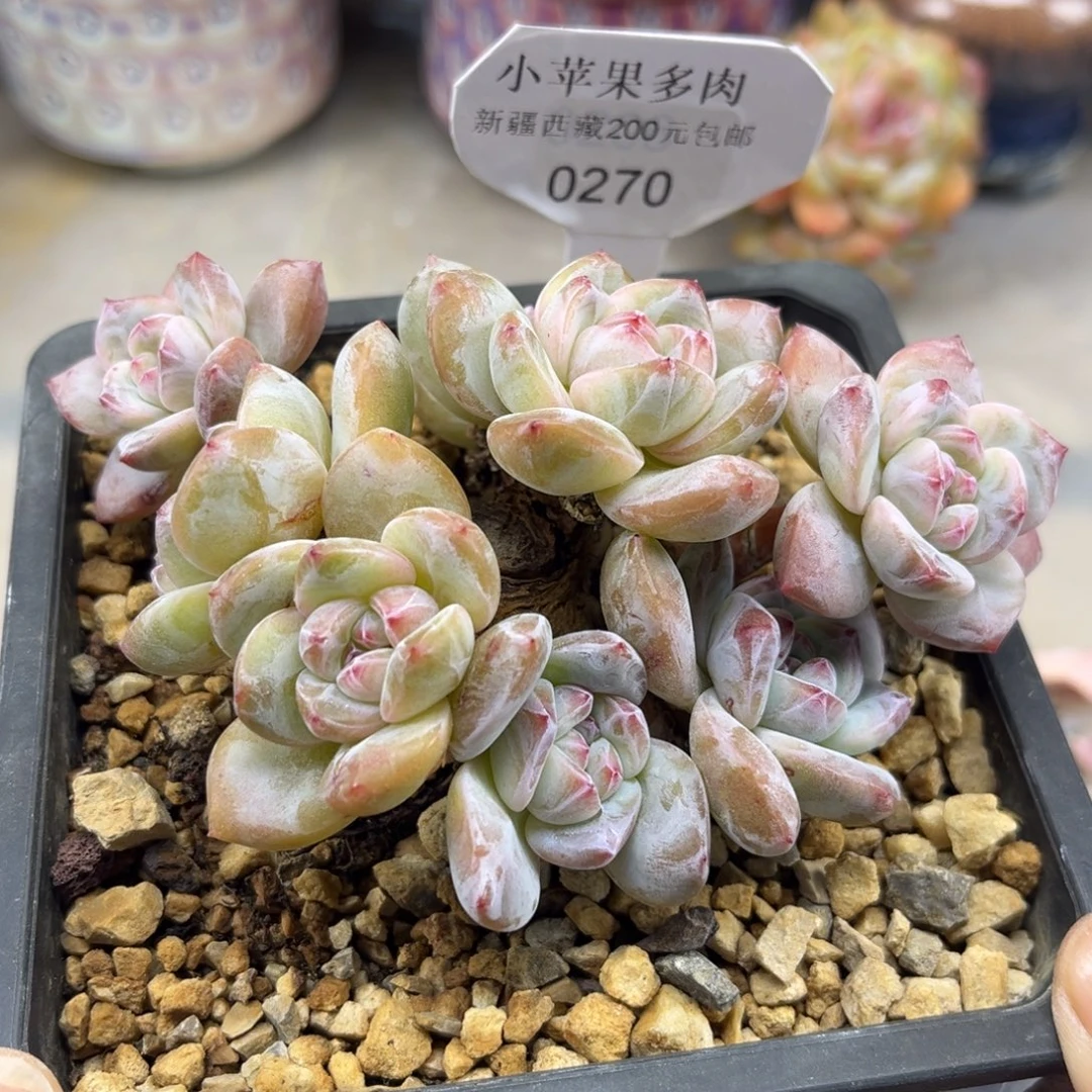 粉底紫心270/12cm8头有砍