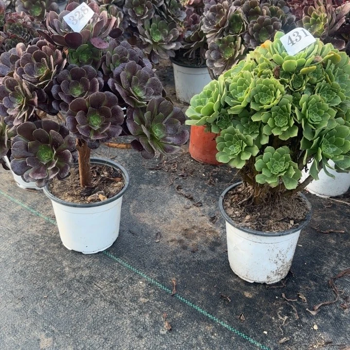 328431。      包邮。