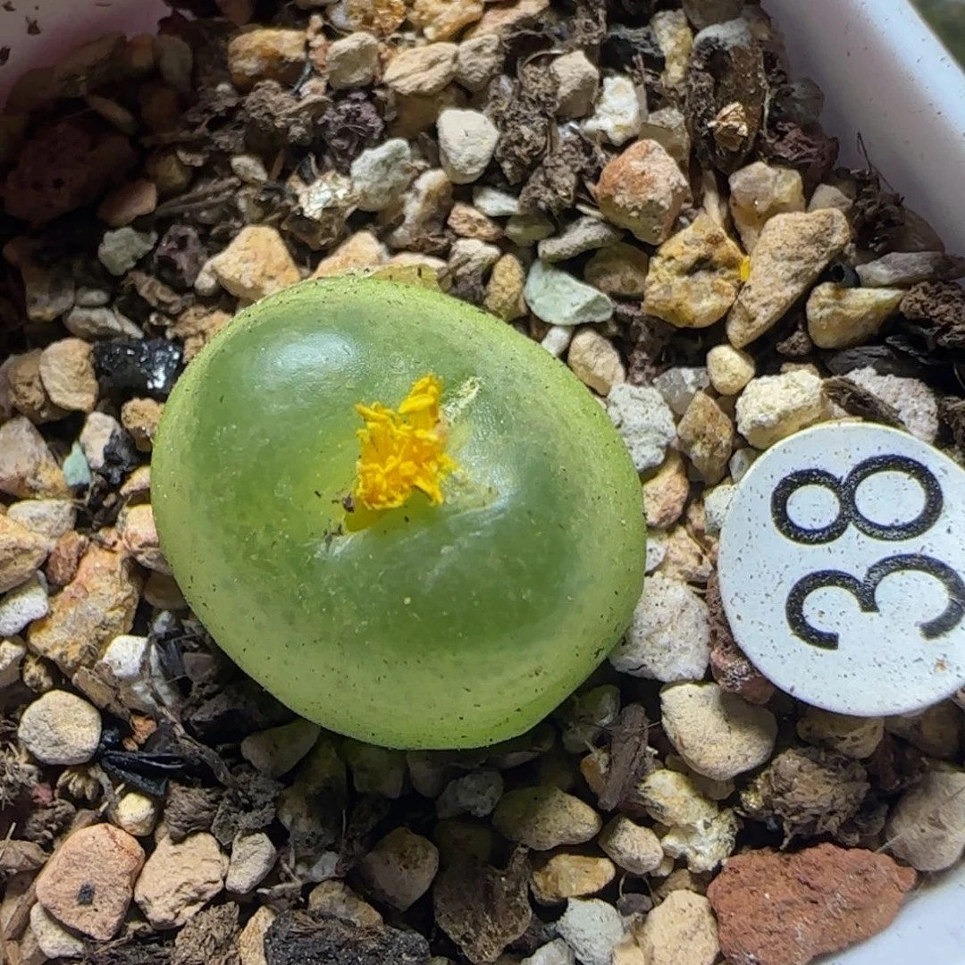 拉登1.8多肉植物38