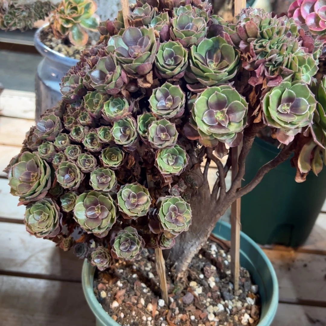 万圣节全朵朵老桩瑕疵