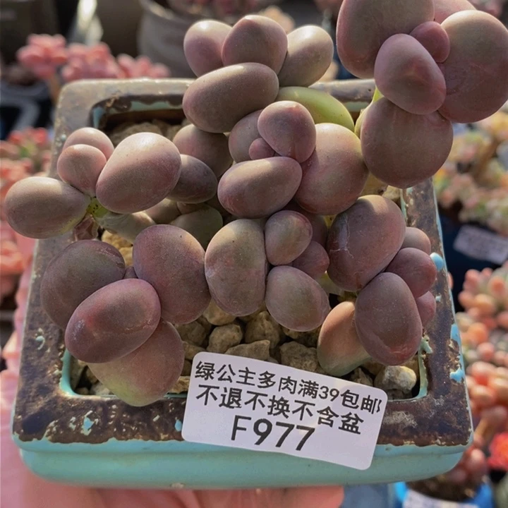 芒果奶9cm977多肉植物