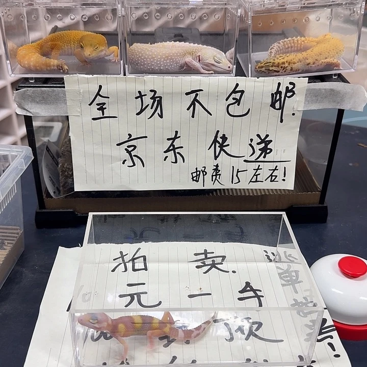 豹纹守宫好想念炒买炒卖