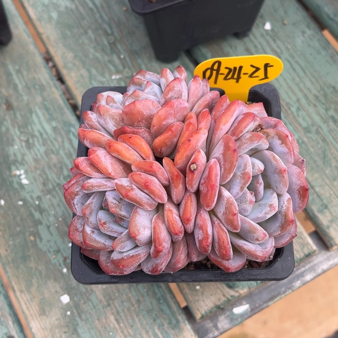 09-24-25橙梦露多肉植物