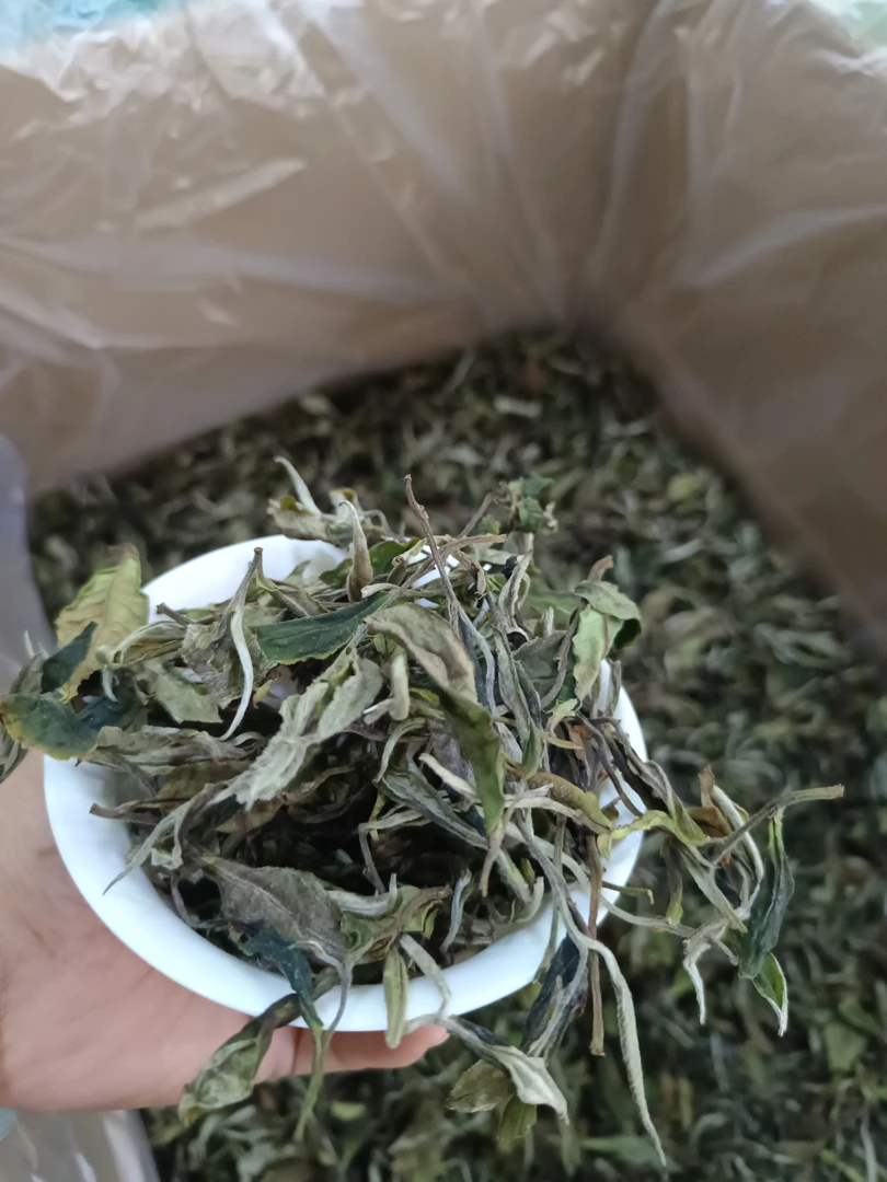 【2025年新茶】［古树白茶］明前 高山 老品种老树白茶（清爽甘甜）