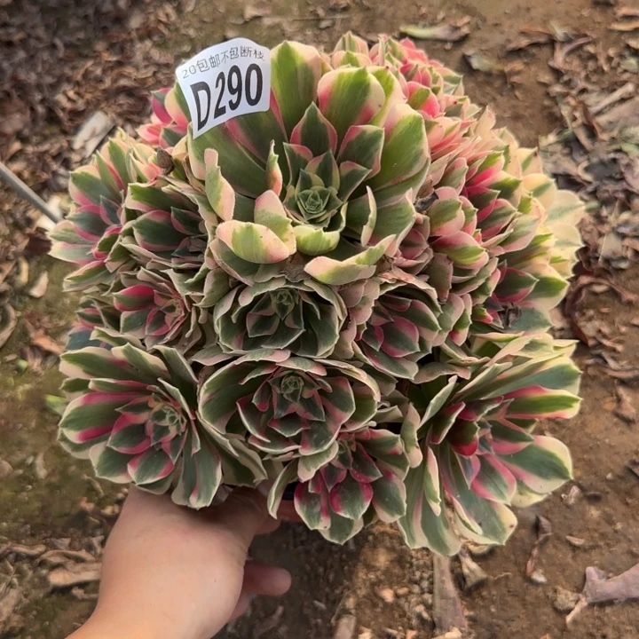 妖月……多肉植物……