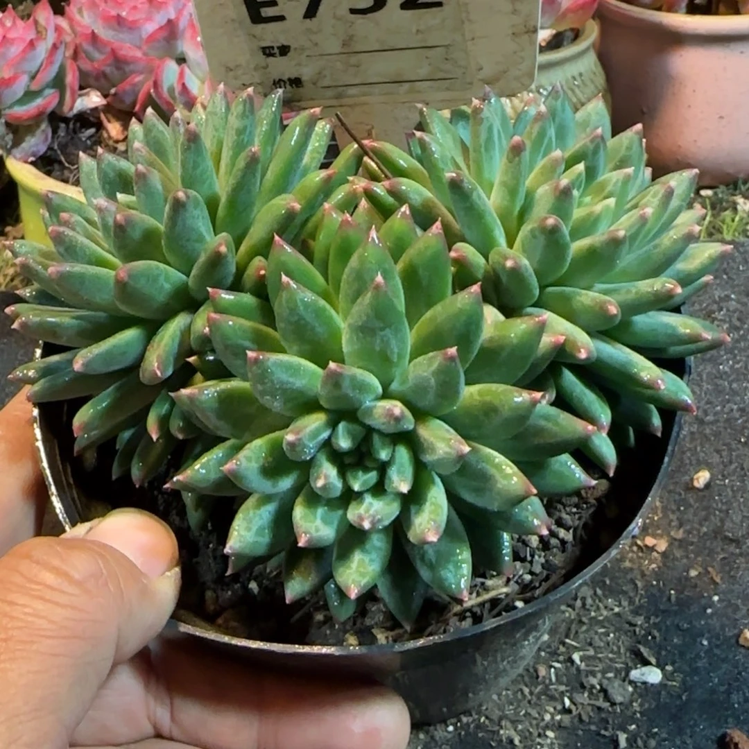 青花瓷惊鸿一物一拍包装收缩花旱752