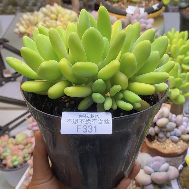 金黄版本芒果奶331/12cm多肉