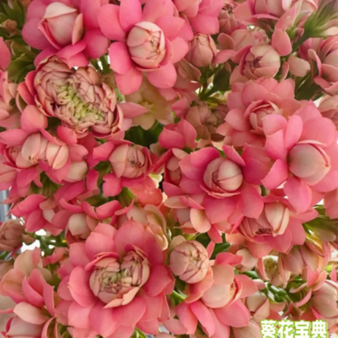 （葵花宝典120盆）粉色重瓣大花 室内懒人花盆栽