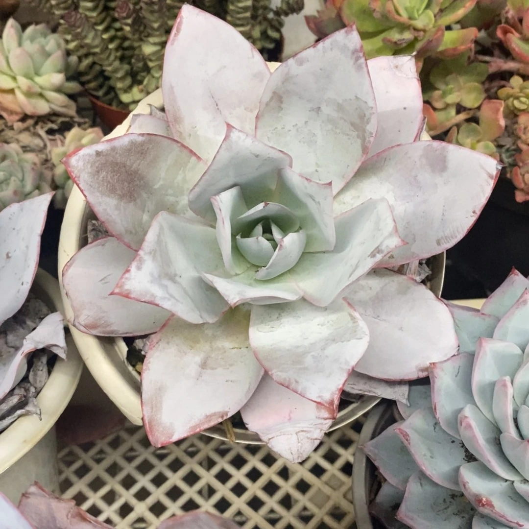 广寒宫大单头老桩